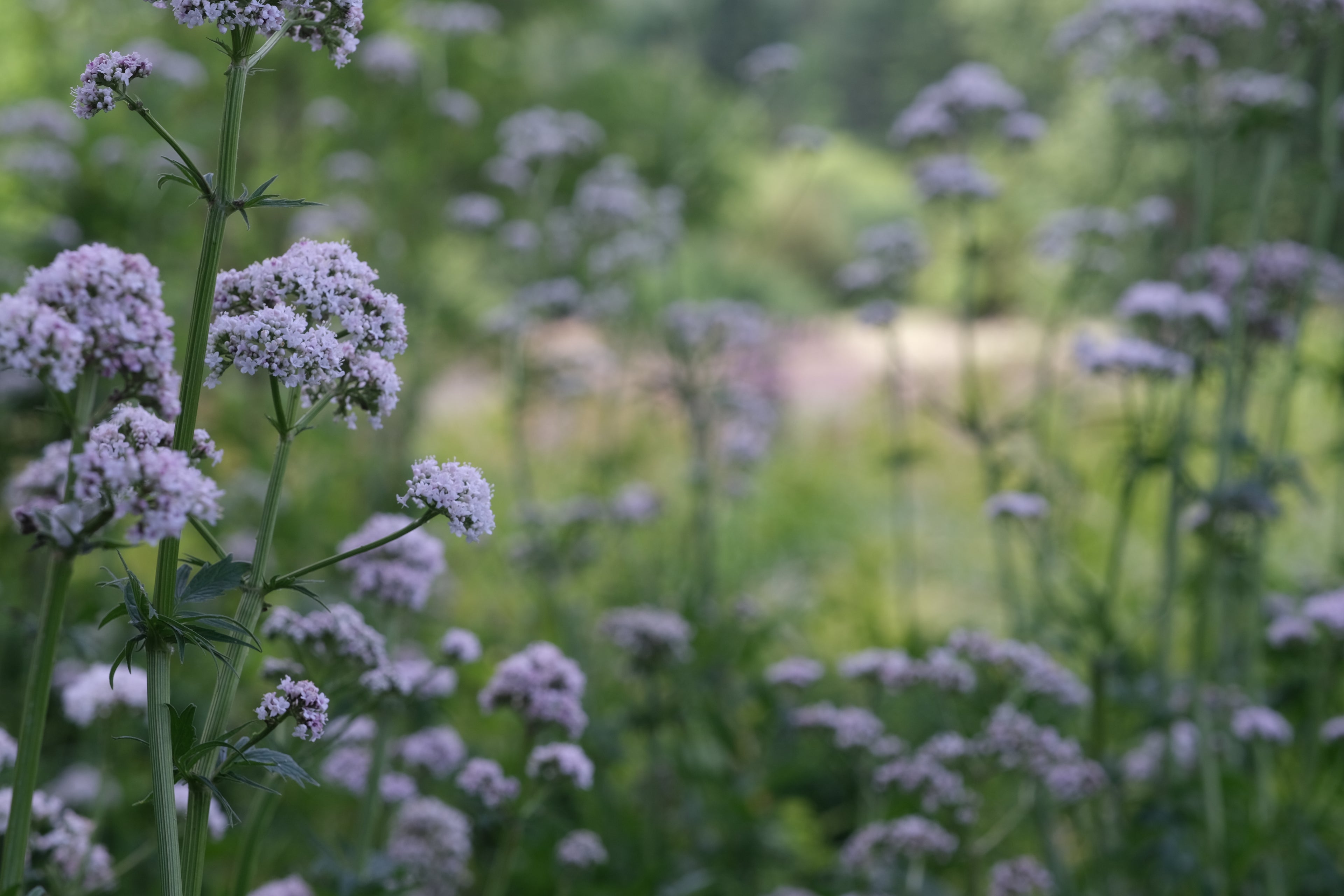 White Valeriana officinalis, commonly known as common valerian, flowers with a blurred green background