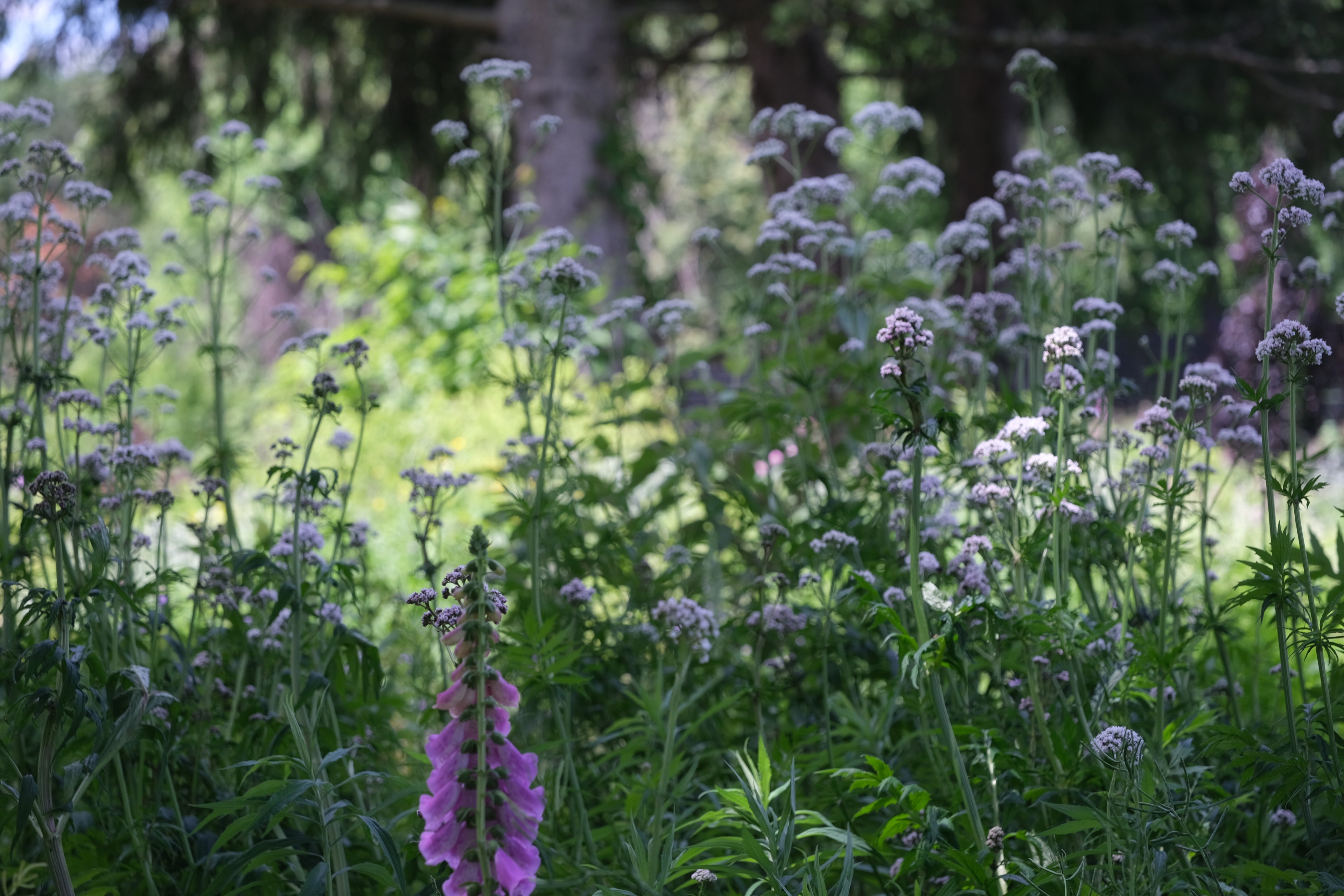 white Valeriana officinalis, commonly known as common valerian, with purple foxgloveflowers in a garden with green foliage