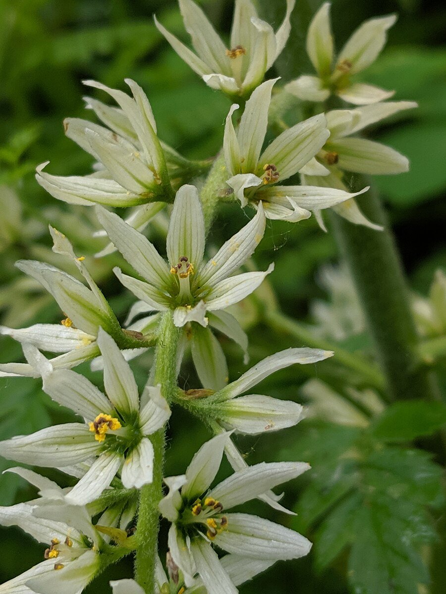 california lily flower Veratrum californicum