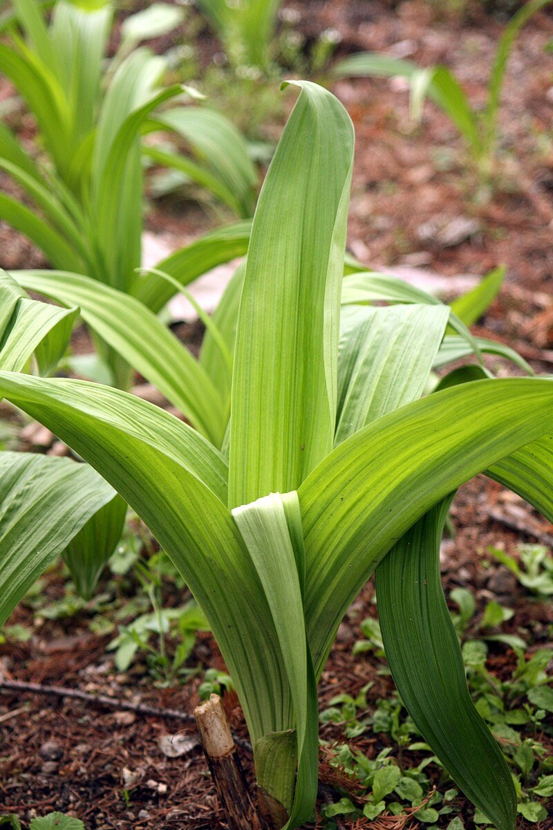 Veratrum maackii foliage