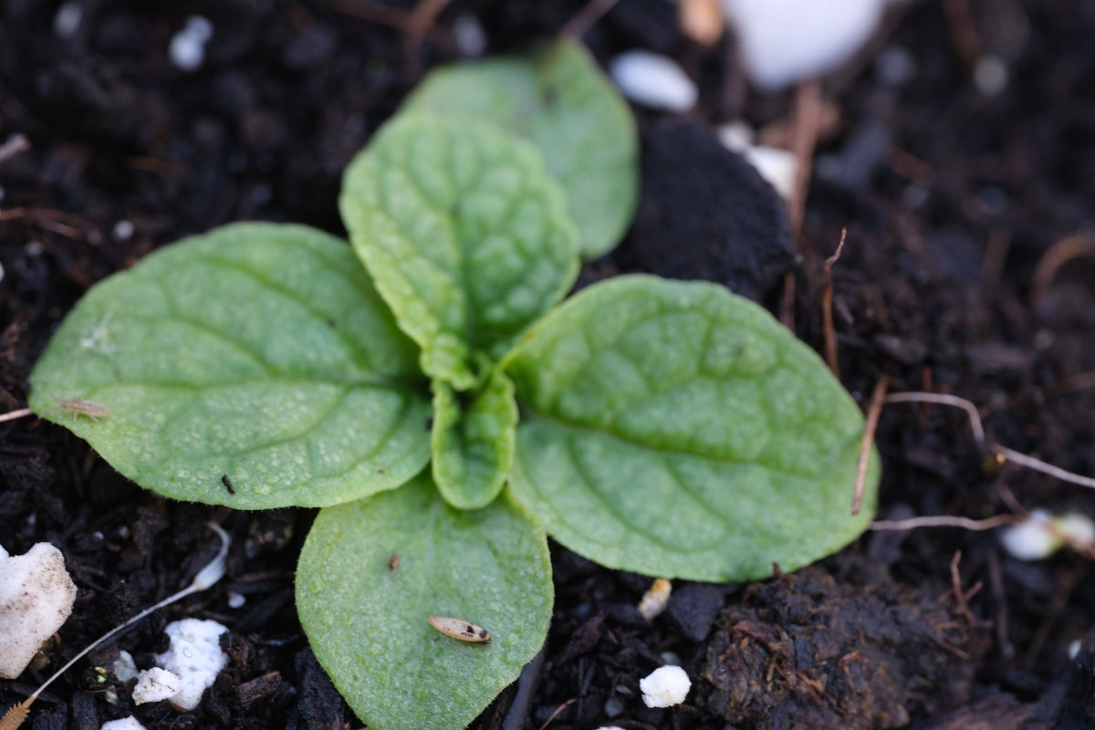 verbascum blattaria f albiflora seedling