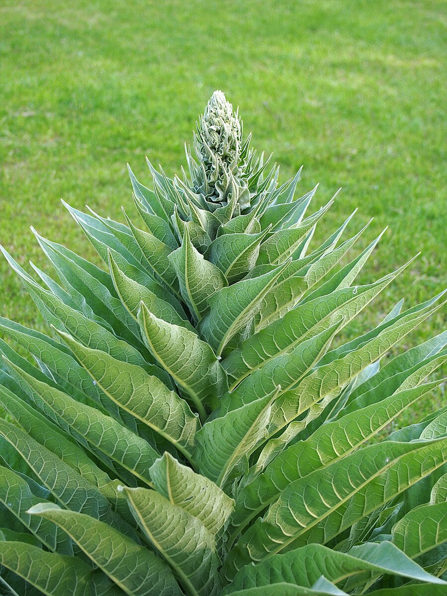 Close-up image of green foliage form of black mullein (Verbascum nigrum) against a green grass background.
