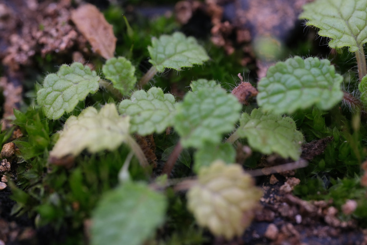 verbascum rupicola seedlings