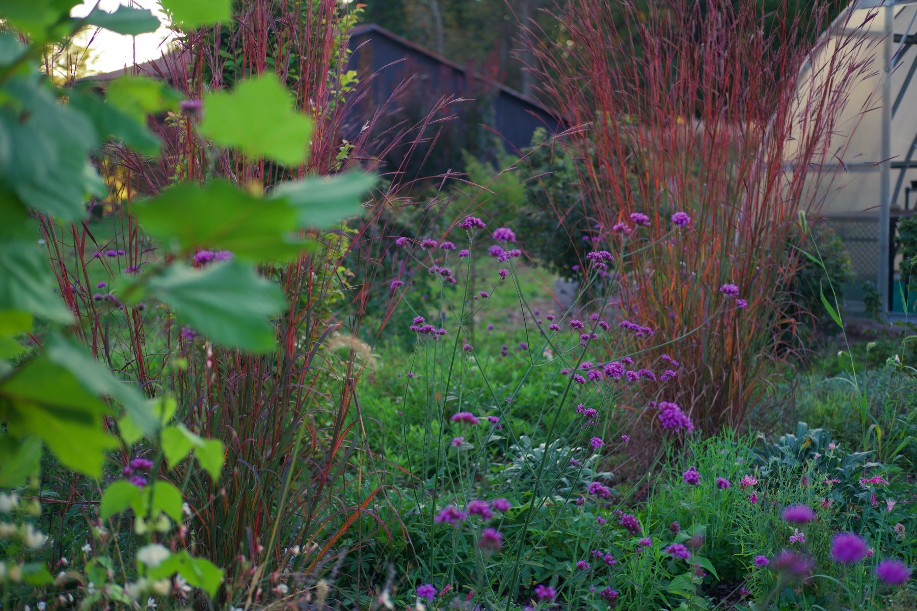 Verbena bonariensis purple flowers with red grasses in the garden