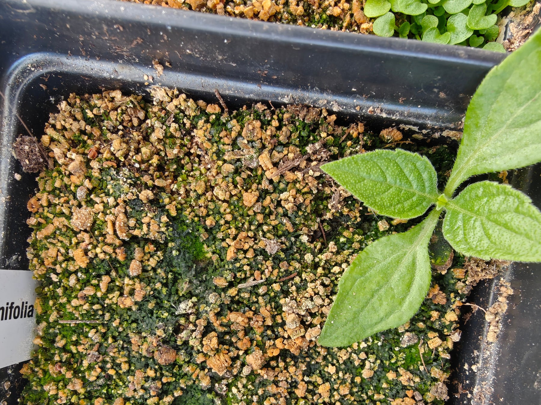 Image of Verbesina alternifolia seedling in a pot