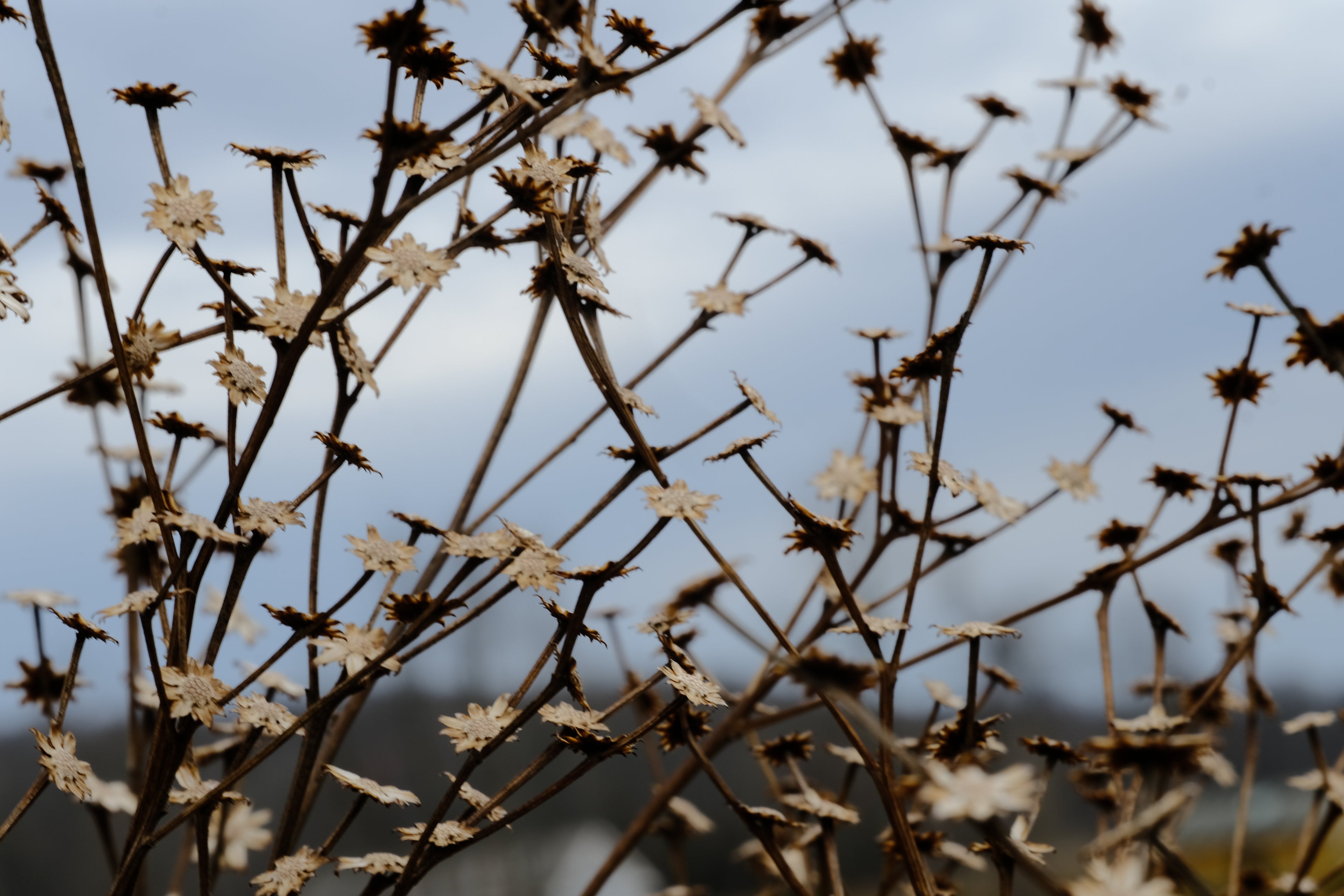 Vernonia gigantea dried skeleton in the March garden
