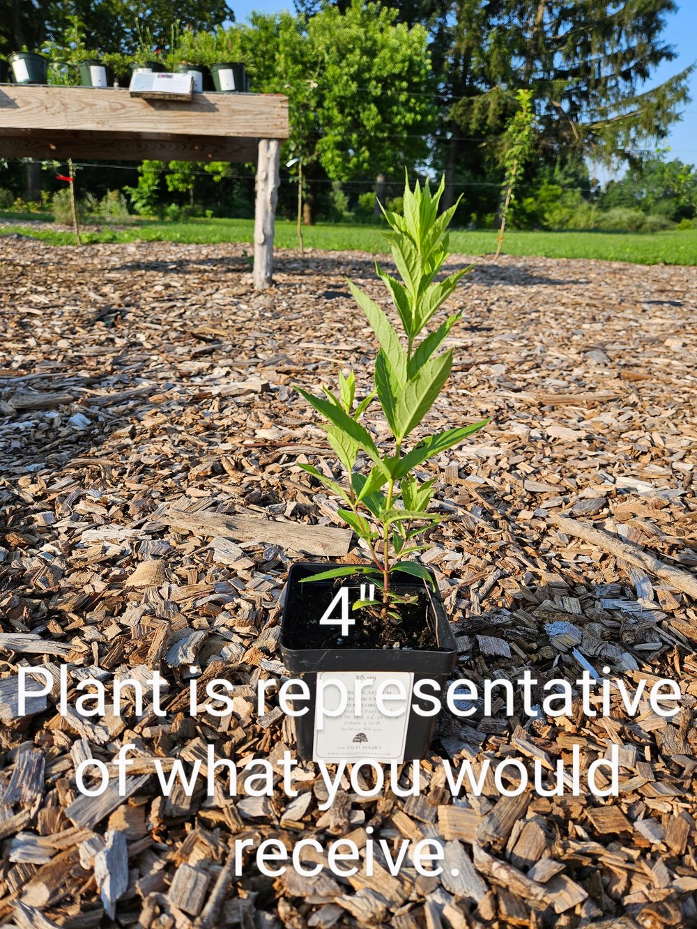 Veronicastrum virginicum f. albiflorum (Culver&