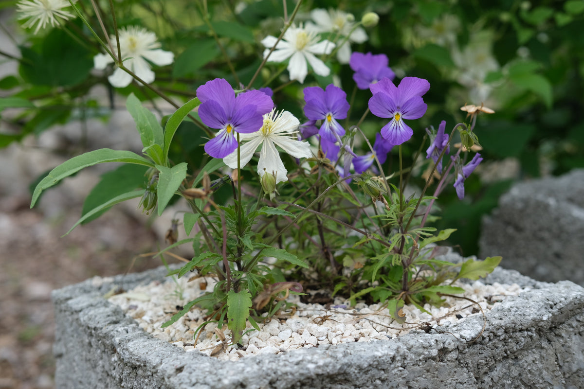 Viola corsica (Corsican violet) purple blooms in June