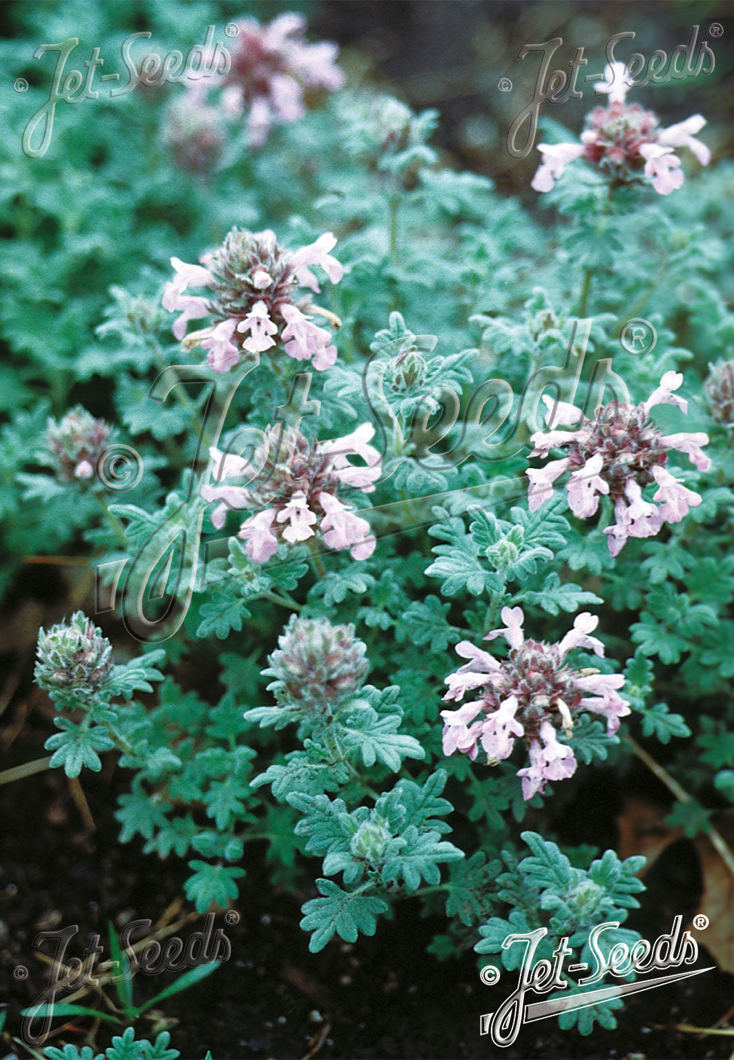 Pink dragonhead (Dracocephalum botryoides) flowers with green leaves on a blurred background