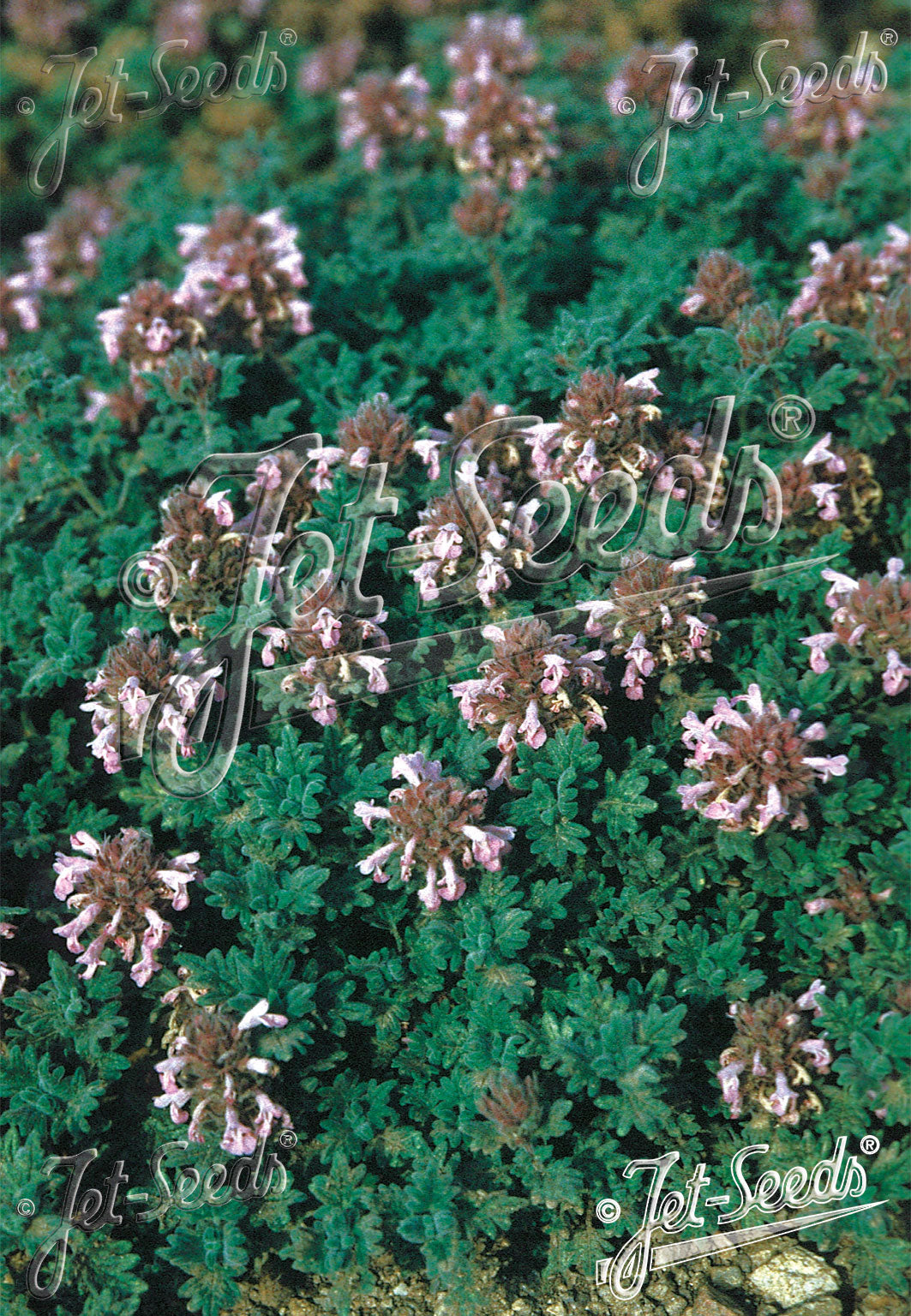 Close-up of a dragonhead (Dracocephalum botryoides) plant with small pink flowers and green leaves, branded &