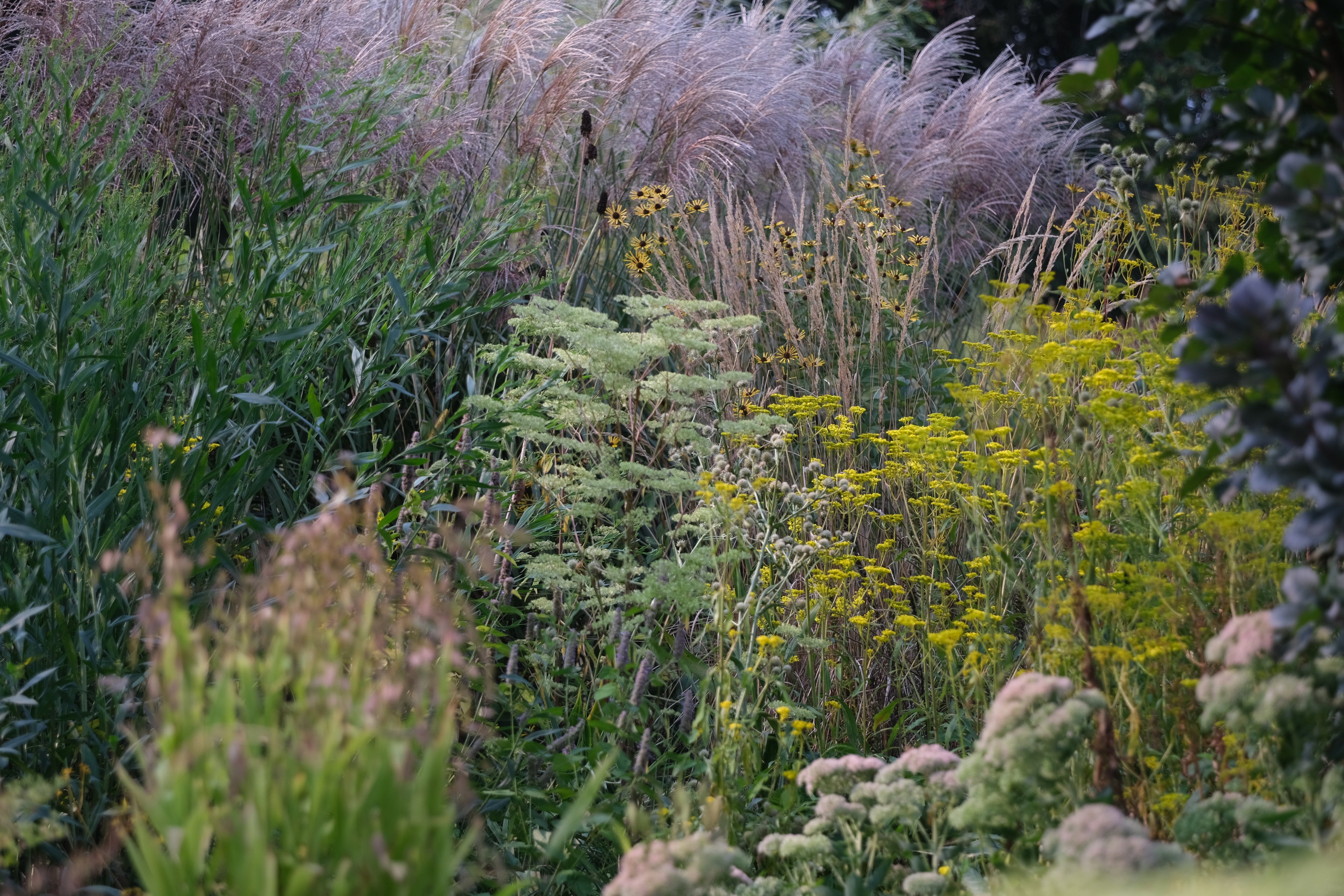 Garden with a variety of plants and flowers in a natural setting