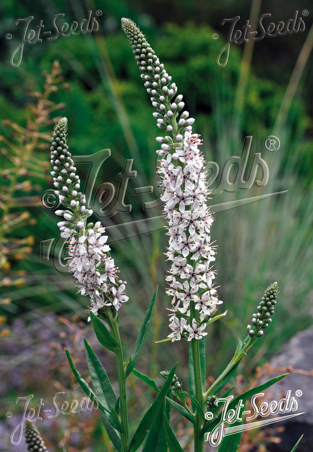 Lysimachia ephemerum (willow-leaved loosestrife) White flower spikes with green leaves against a blurred natural background