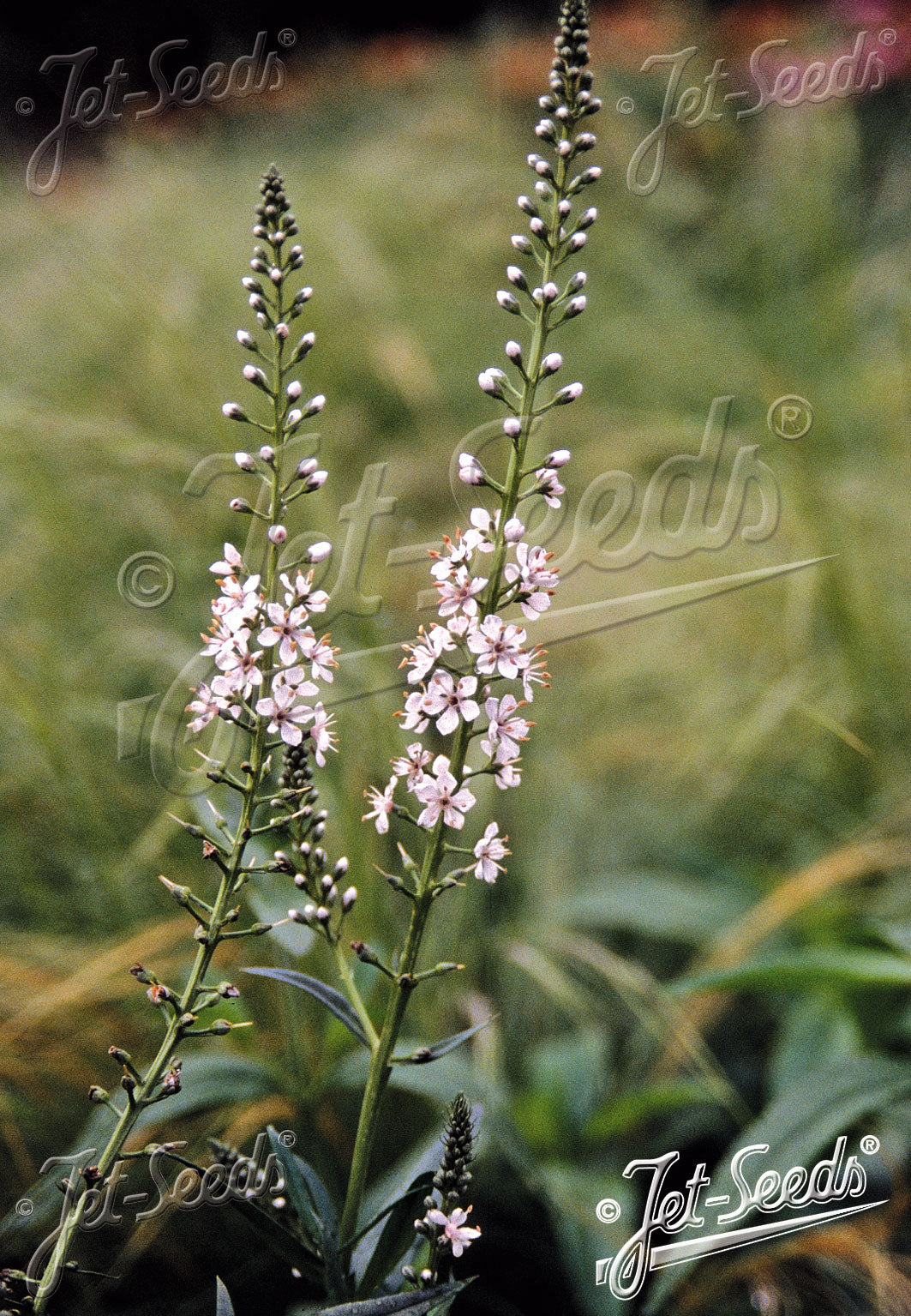 Lysimachia ephemerum (willow-leaved loosestrife)  plant with pink flowers and green leaves on a blurred background
