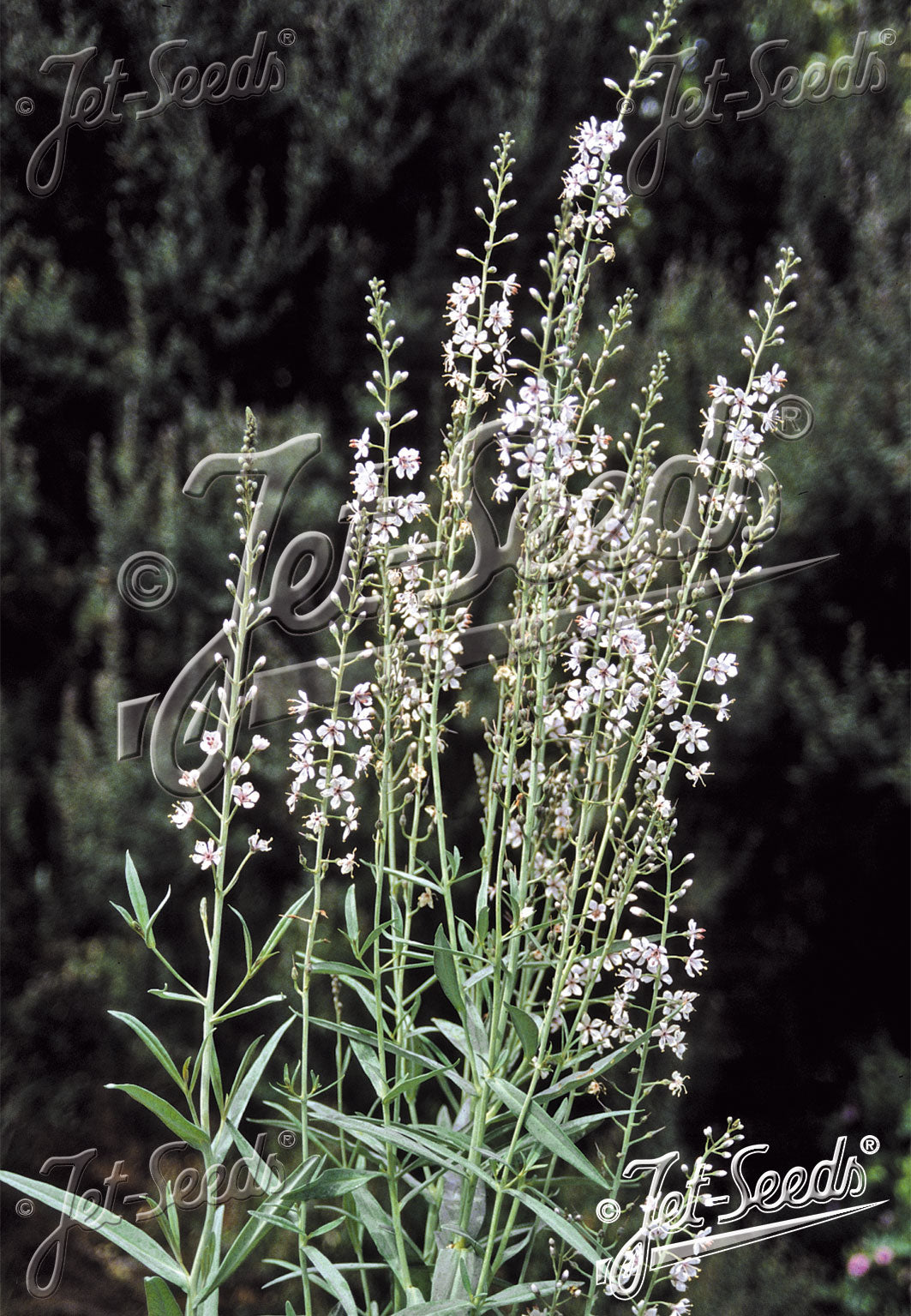 Lysimachia ephemerum (willow-leaved loosestrife) plant with white flowers against a dark background.