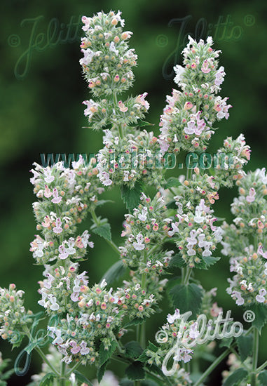 Nepeta cataria ssp. citriodora in bloom