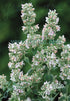 Nepeta cataria ssp. citriodora in bloom