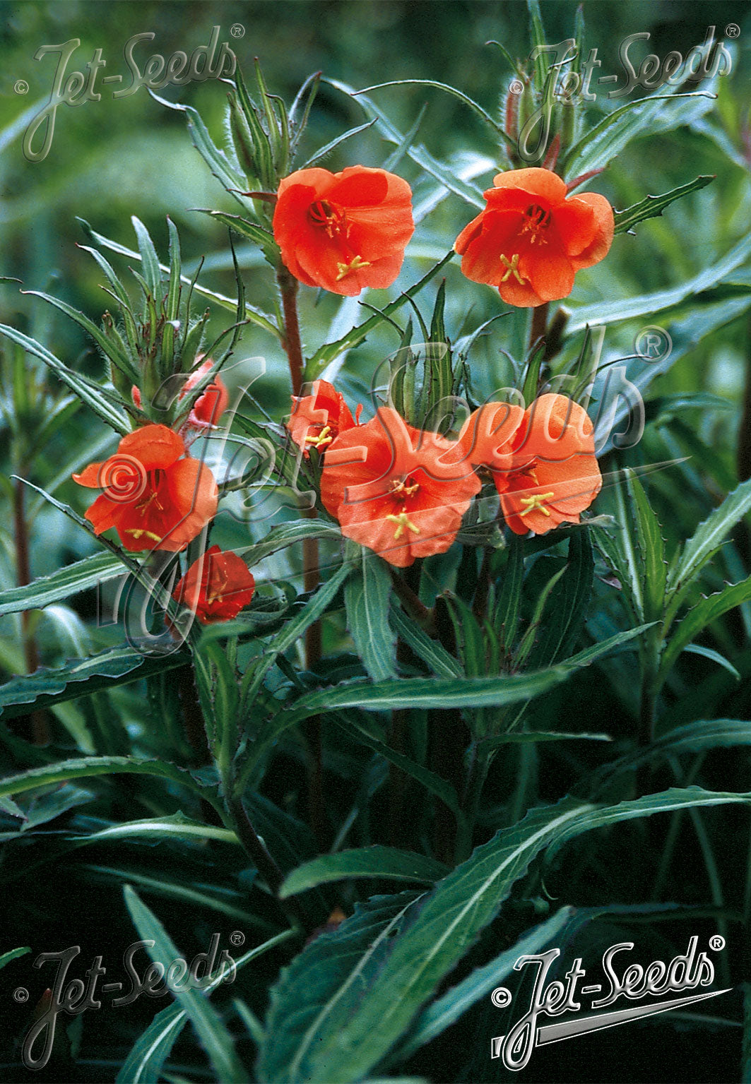 Orange Oenothera versicolor &