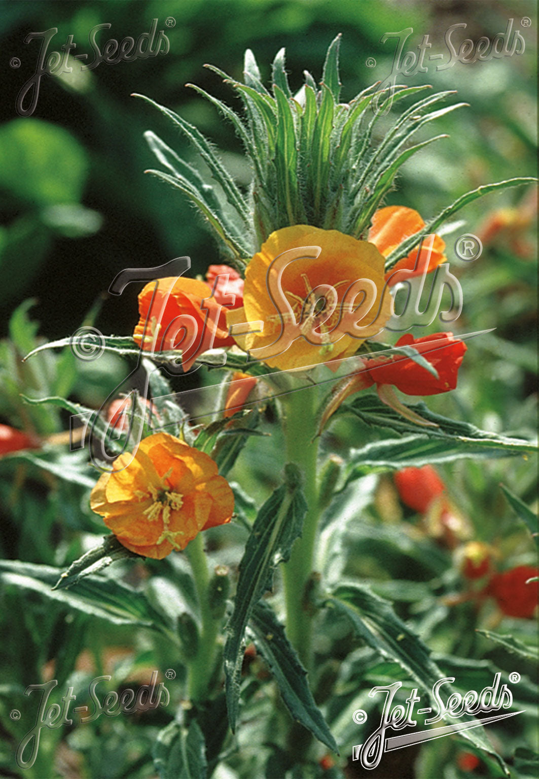 Close-up of orange and yellow Oenothera versicolor &