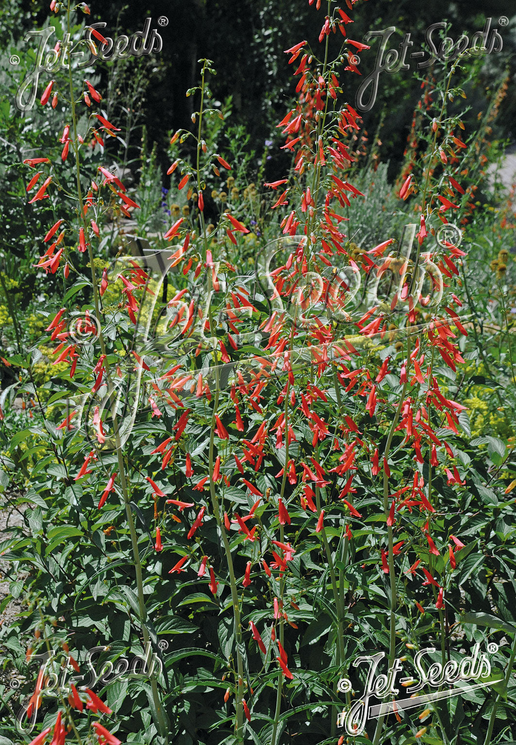 Red flowers of Penstemon barbatus ssp. coccineus &