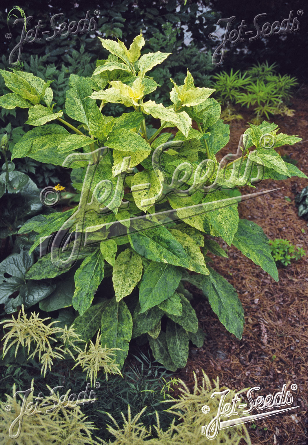 Phytolacca americana &