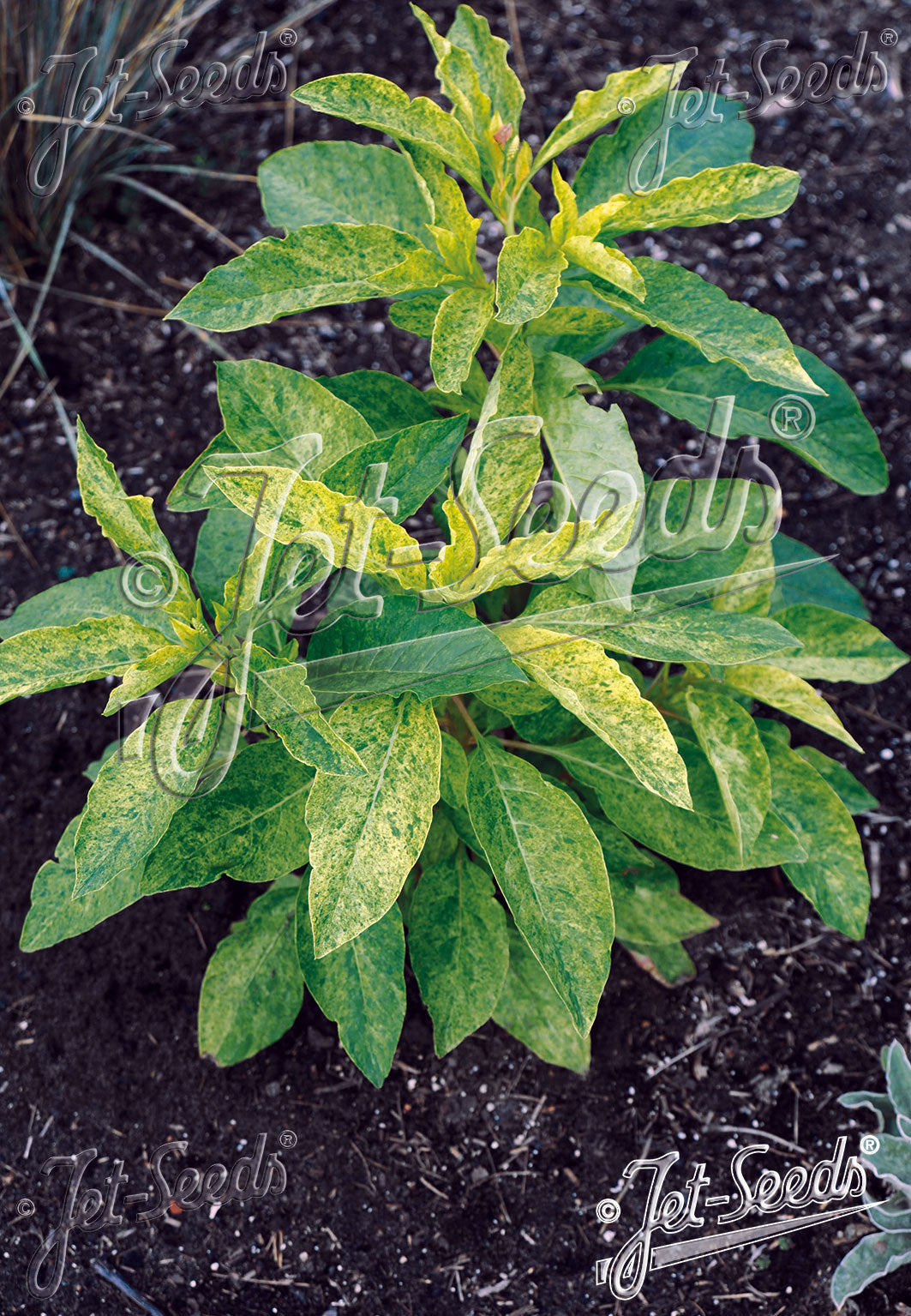 Young plant with variegated green and yellow leaves on a dark soil background, Phytolacca americana &