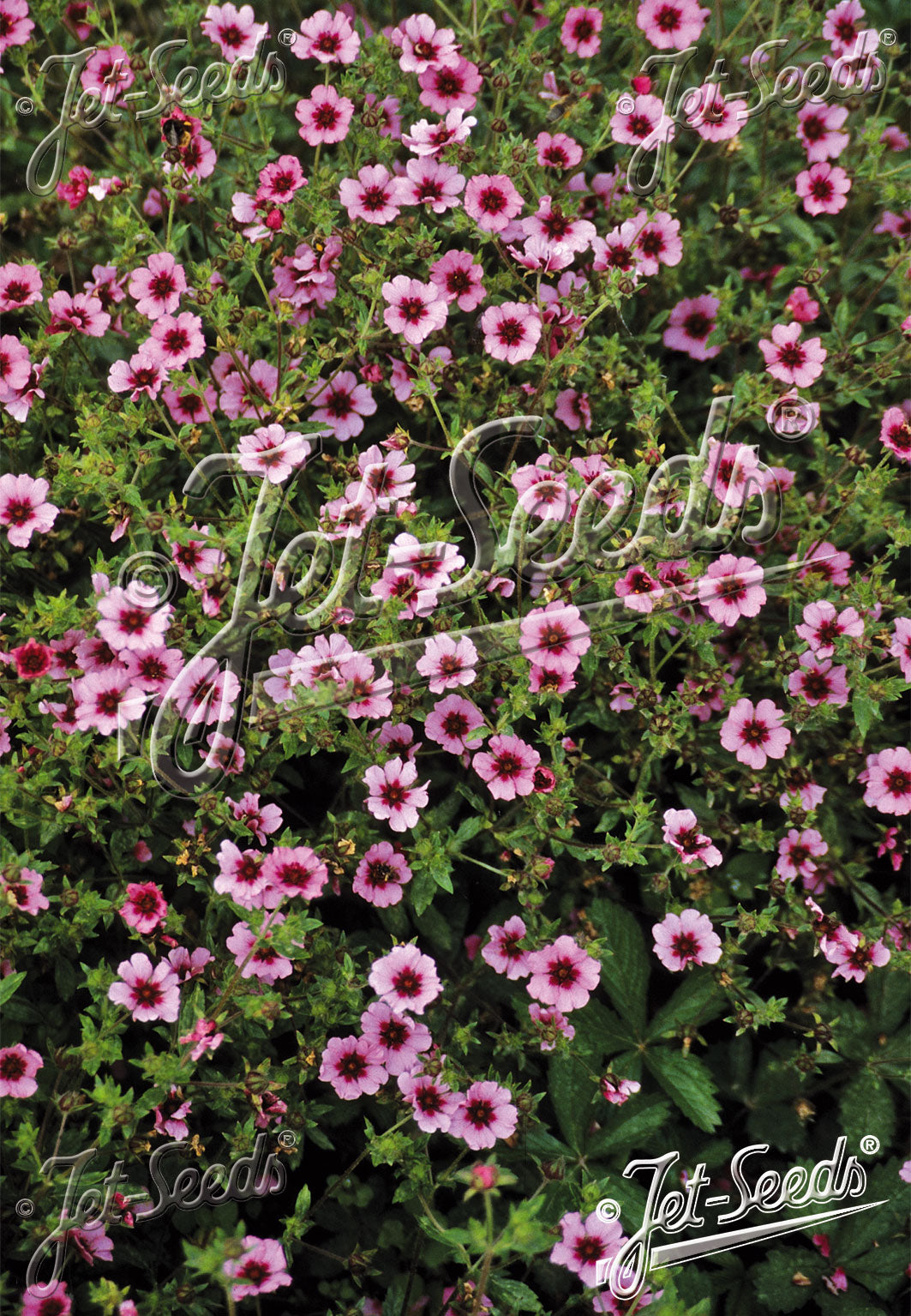 Bright Pink Potentilla nepalensis &