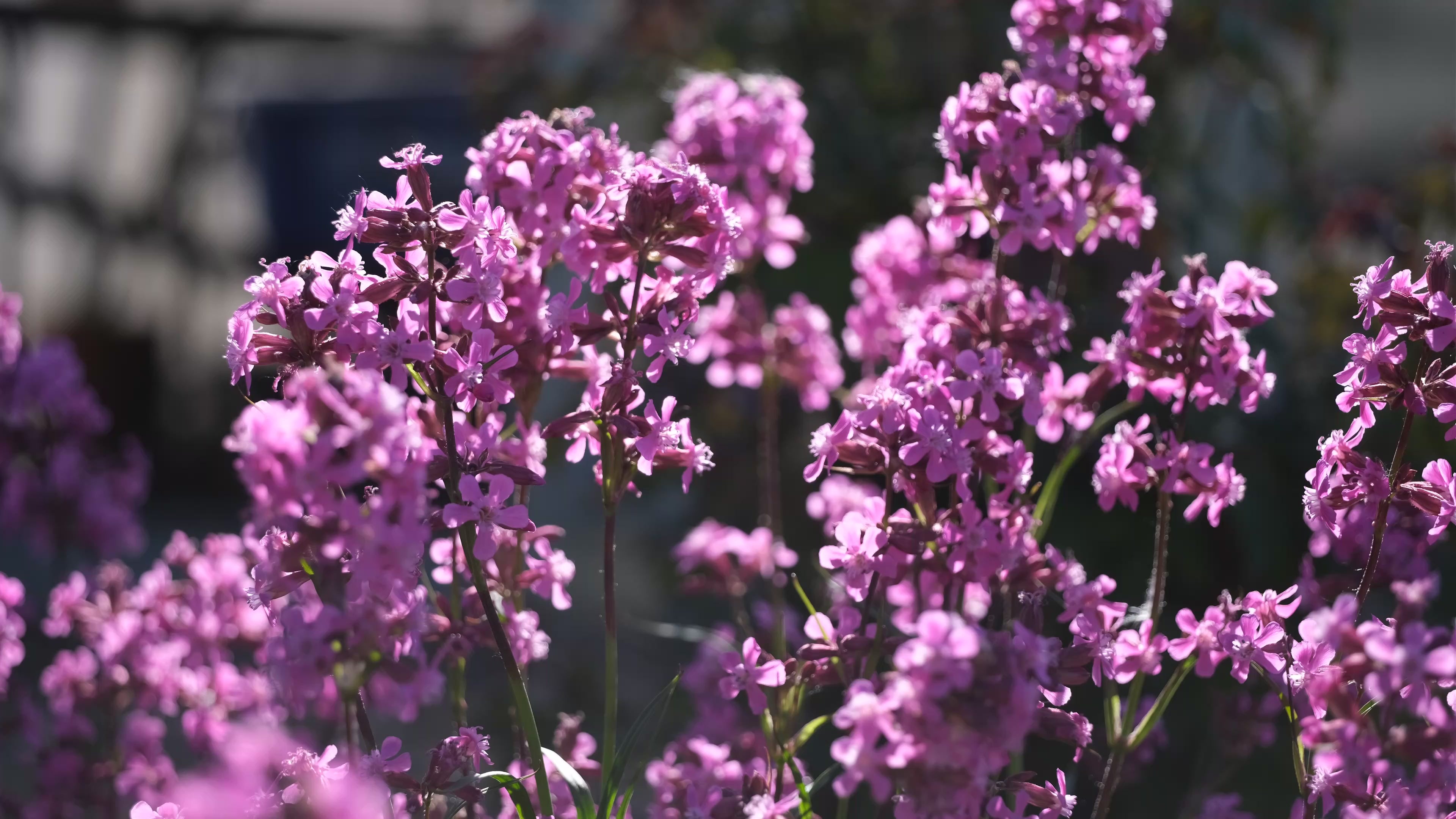 Silene yunnanensis