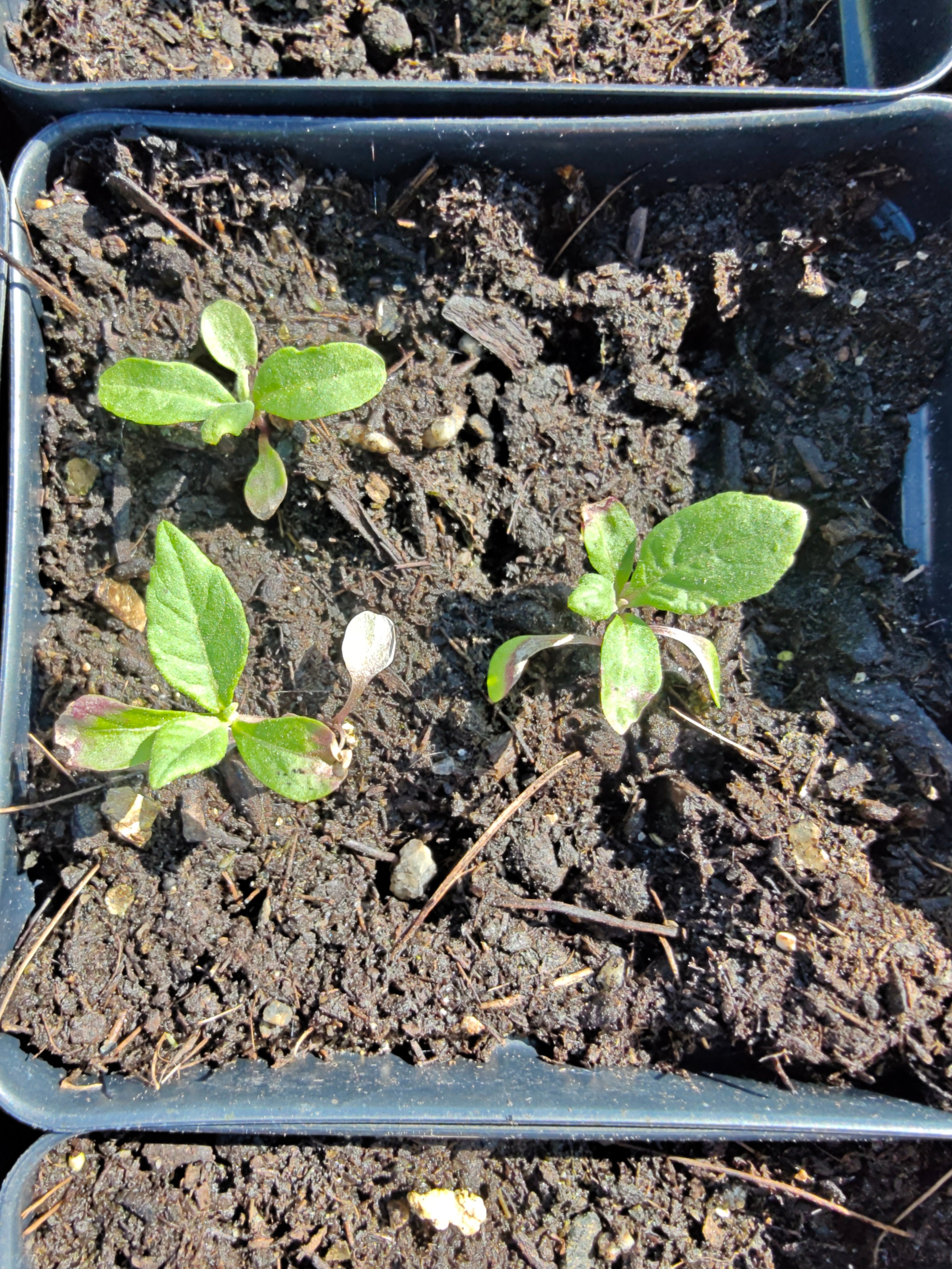 Vernonia altissima, commonly known as tall ironweed, in four-inch black pots