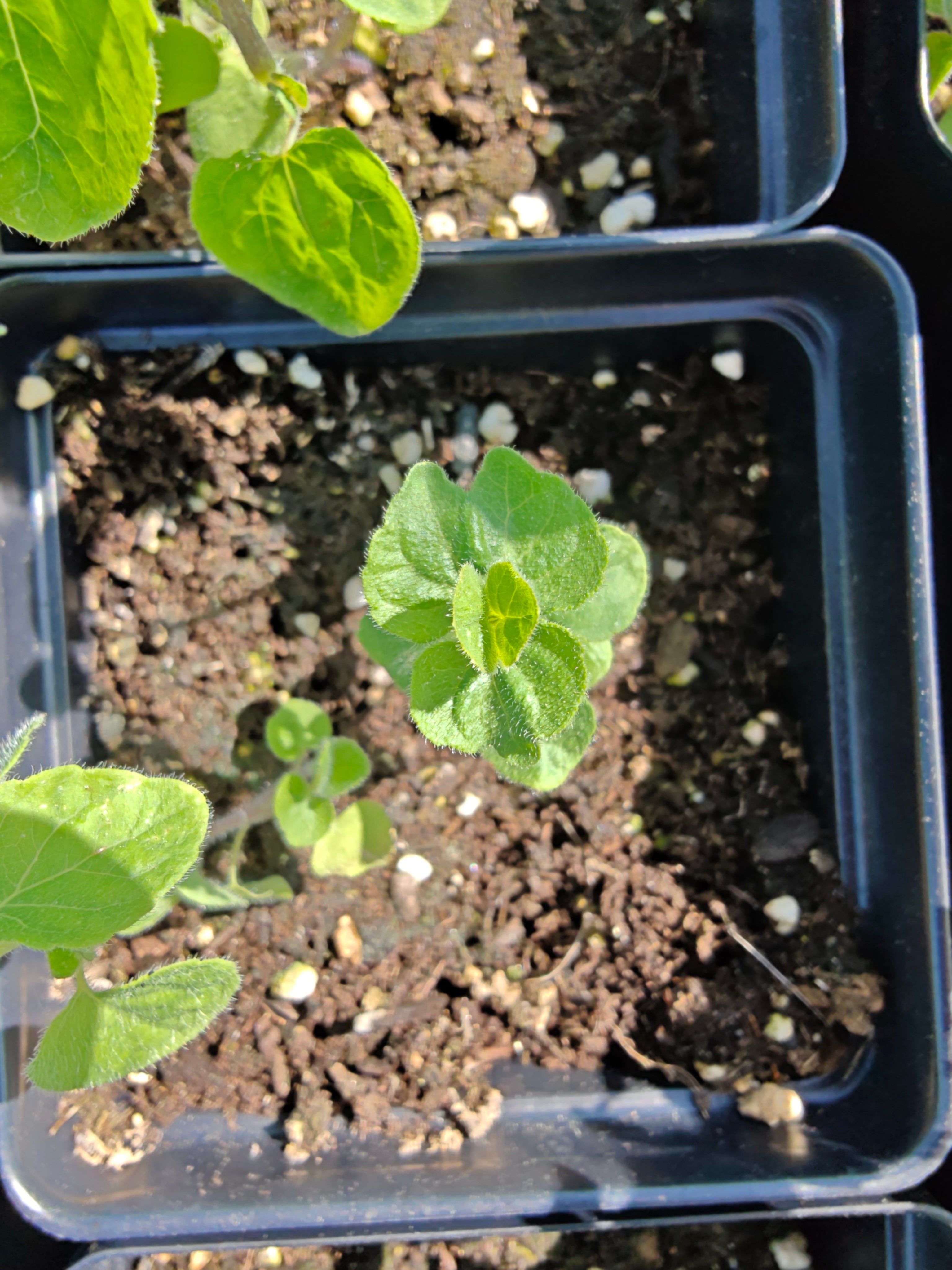 Codonopsis pilosula, commonly known as Dangshen, seedlings in four-inch black pots