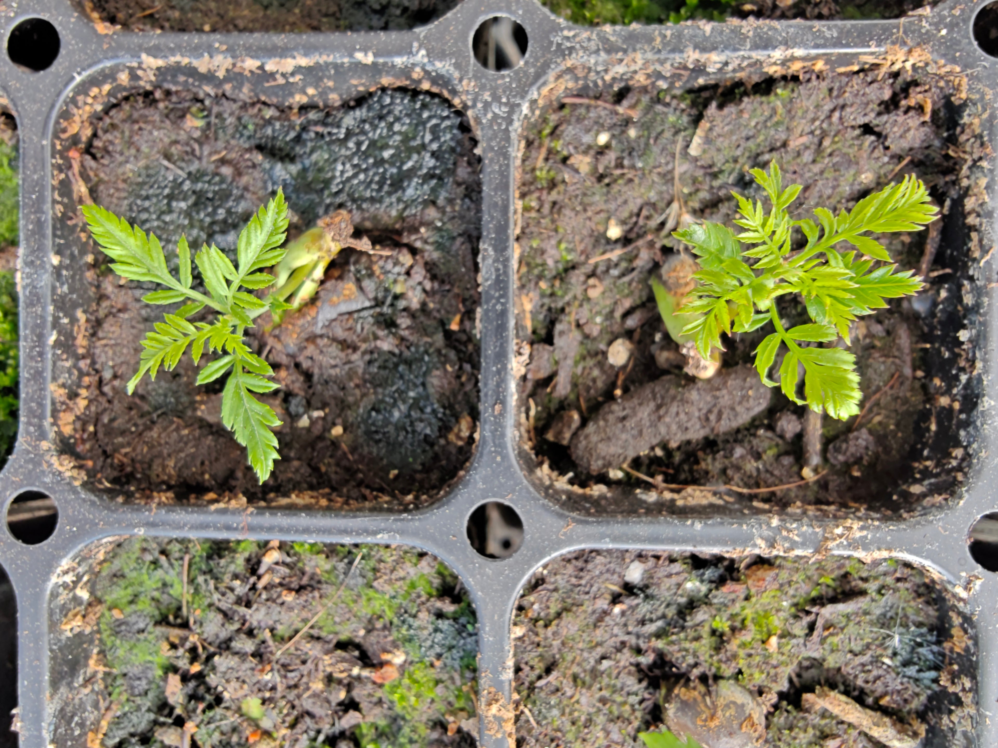 Xanthoceras sorbifolium, commonly known as yellowhorn, seedlings in 50-cell tray