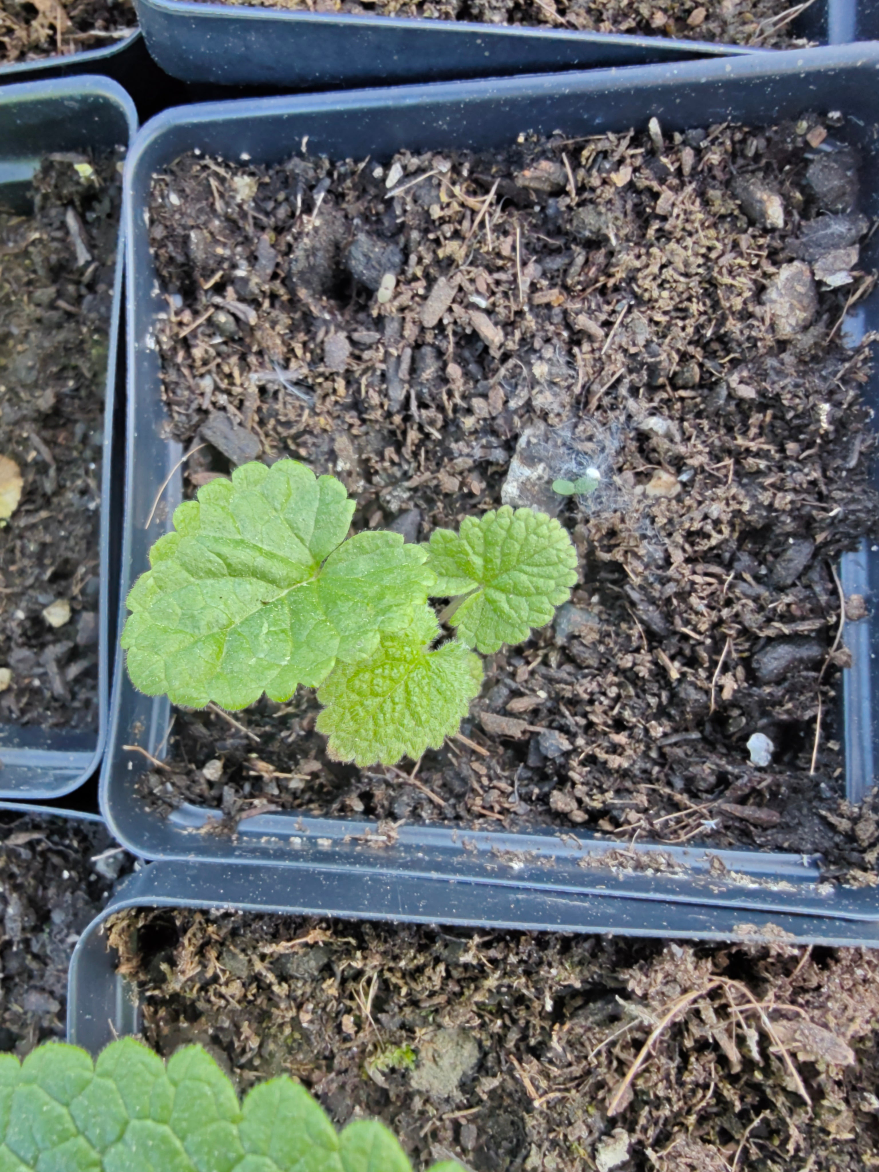 Phlomis tuberosa, commonly known as Jerusalem sage, in four-inch black pot