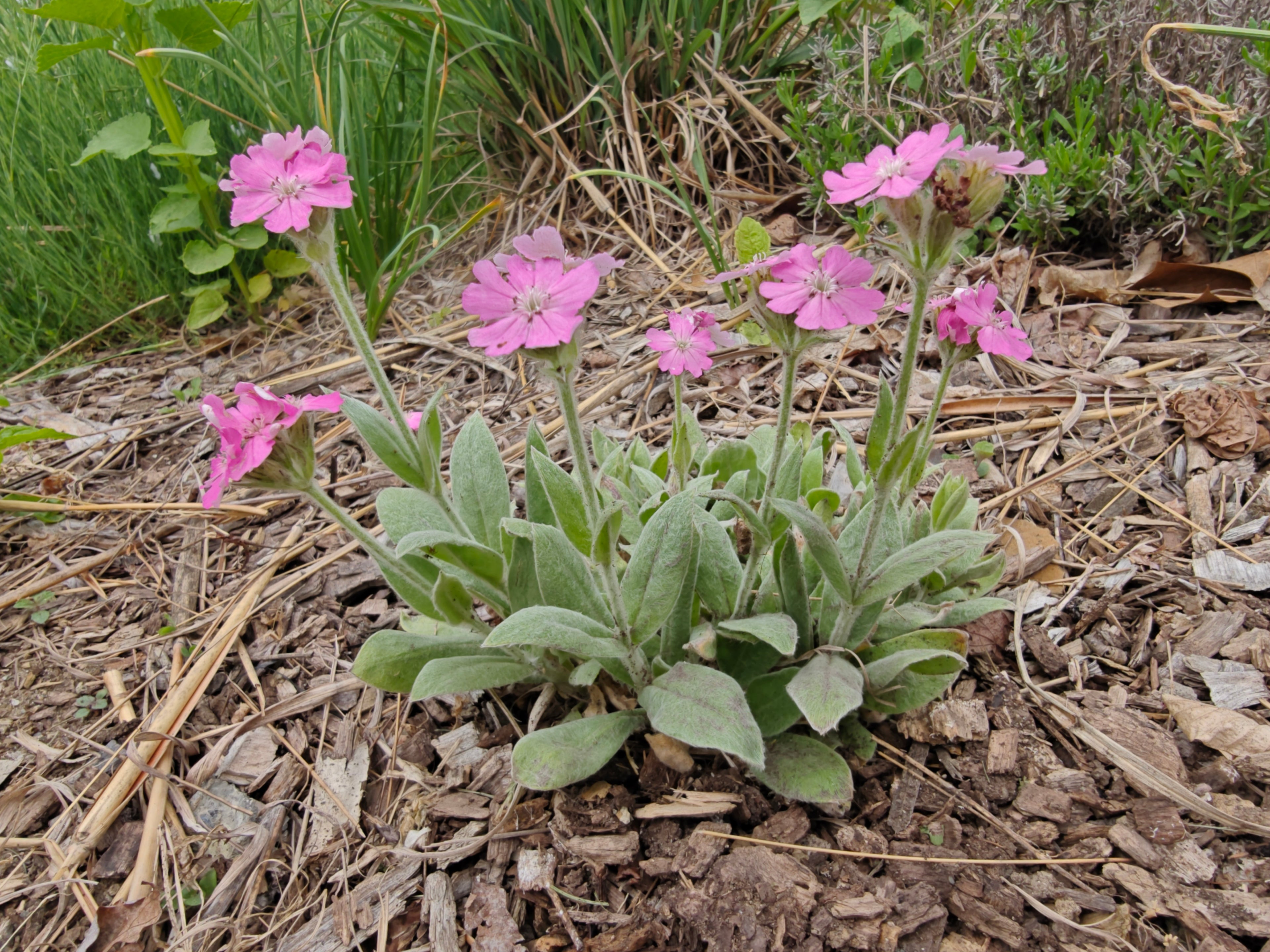 Lychnis flos-jovis nana &
