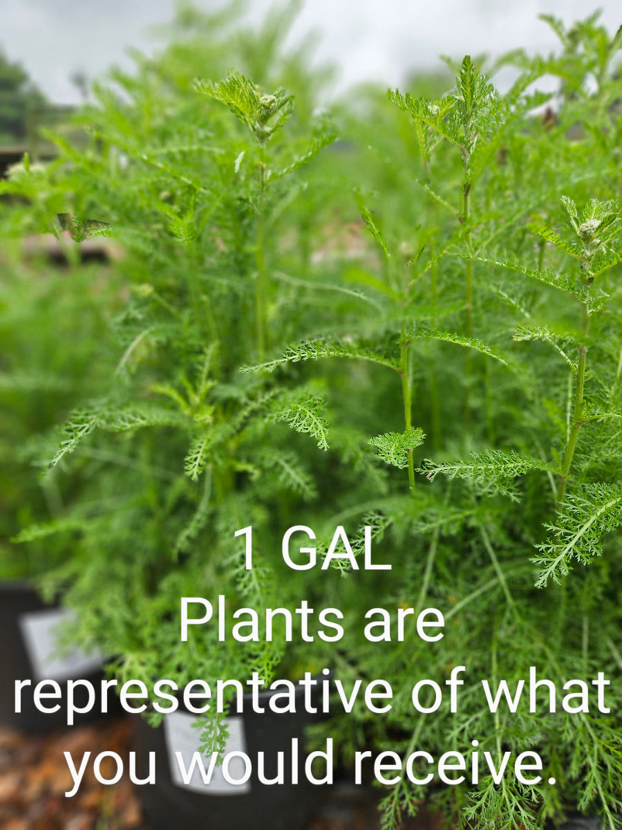 sale size plant in pot