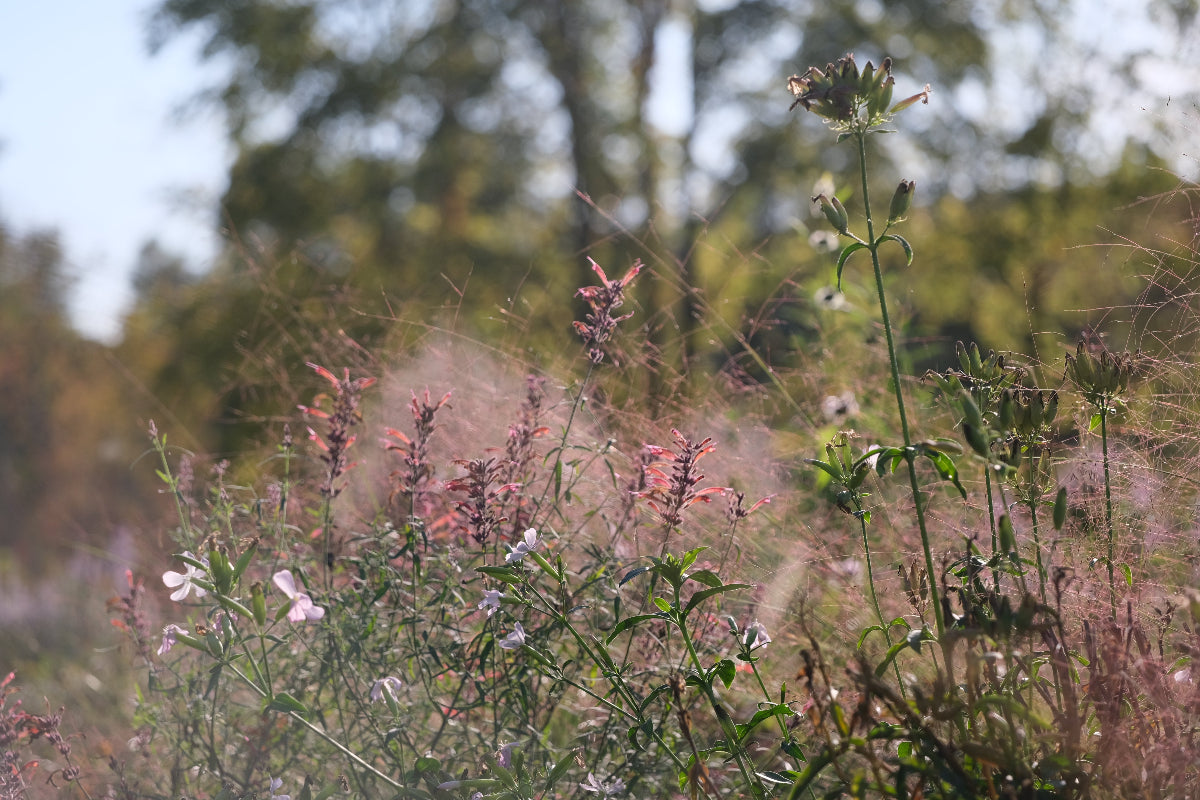 Agastache cana x rupestris late fall garden at The Old Dairy Nursery