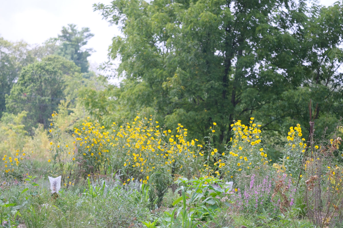 Helianthus maximiliani