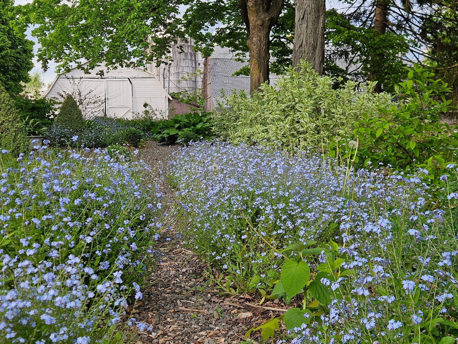 Myosotis sylvatica in full bloom