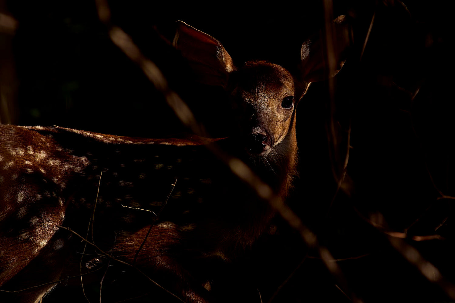 White tailed deer fawn by Paul Danese, CC BY-SA 4.0, via Wikimedia Commons
