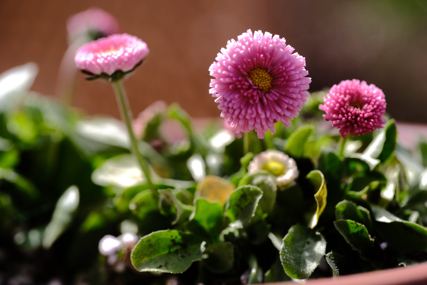 Early spring bloomers, self-seeders, and garden visits