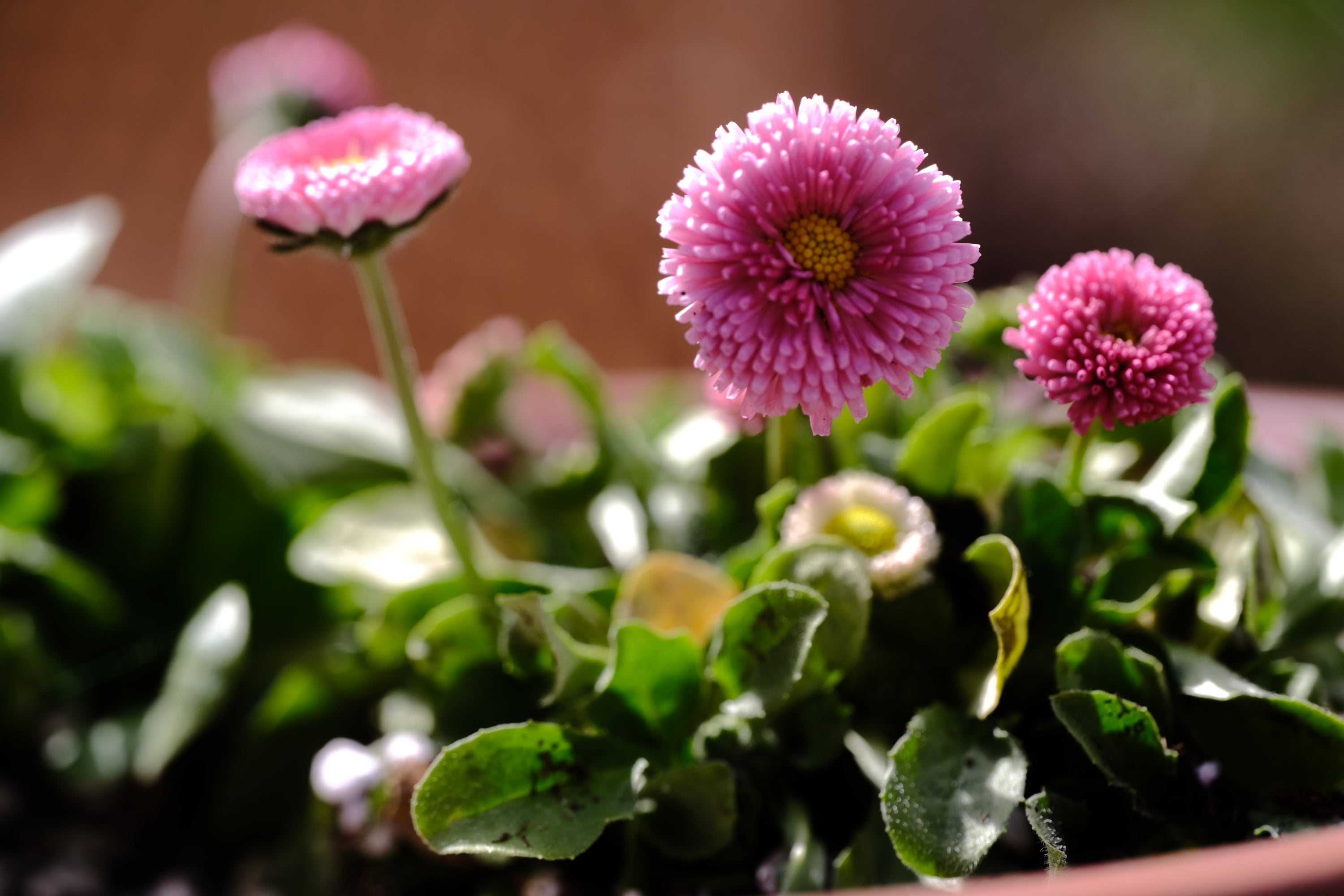 Early spring bloomers, self-seeders, and garden visits