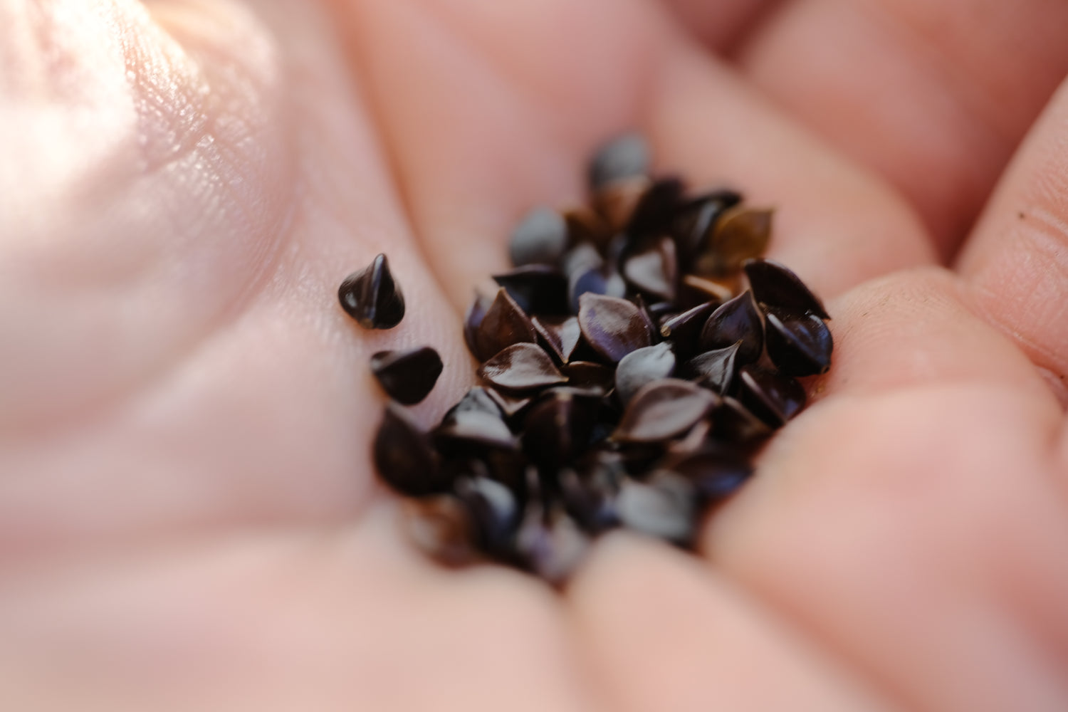 Persicaria bistorta seeds in hand