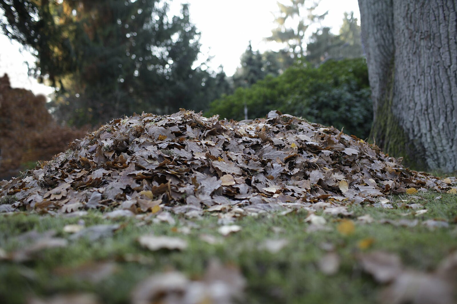 Fallen leaf pile. Image credit: Jeuwre, CC BY-SA 4.0, via Wikimedia Commons