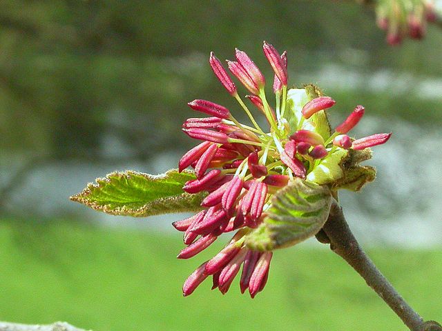 Persian Ironwood