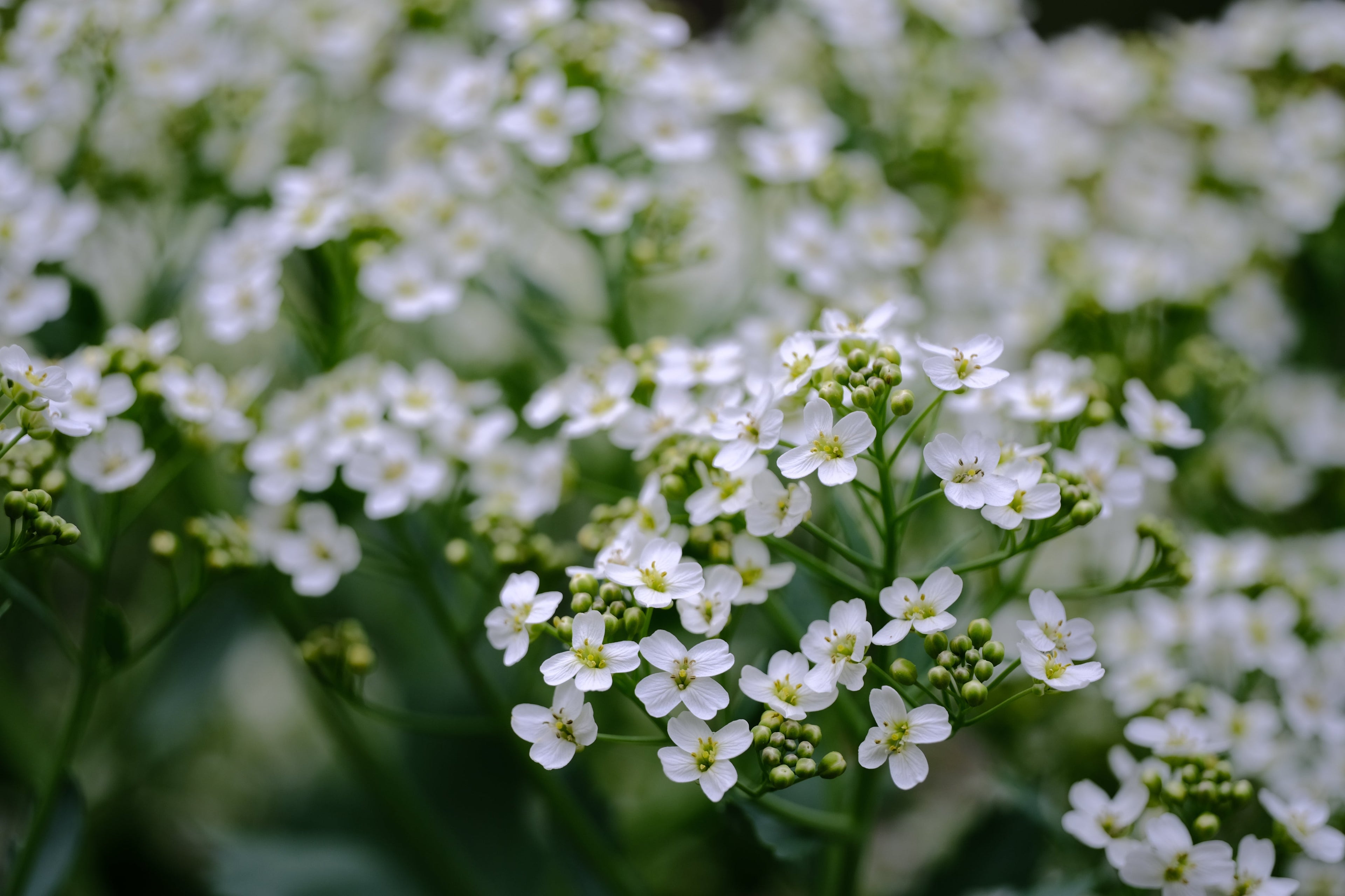 Plant Family: Brassicaceae
