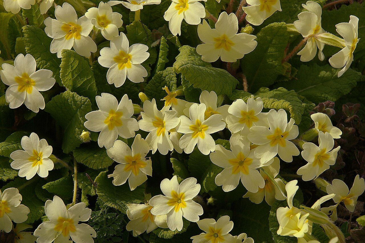 Plant Family: Primulaceae