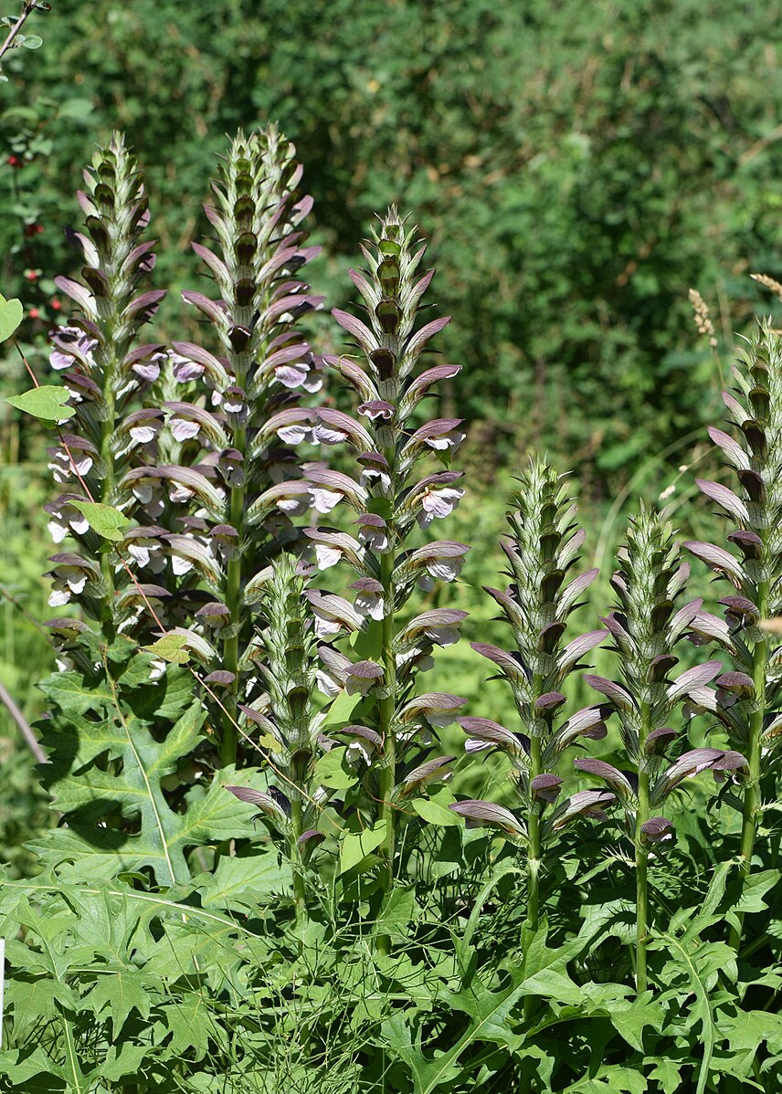 Plant Family: Acanthaceae