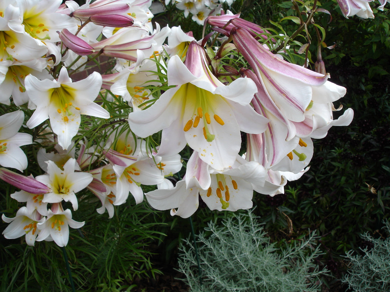 Plant Family: Liliaceae