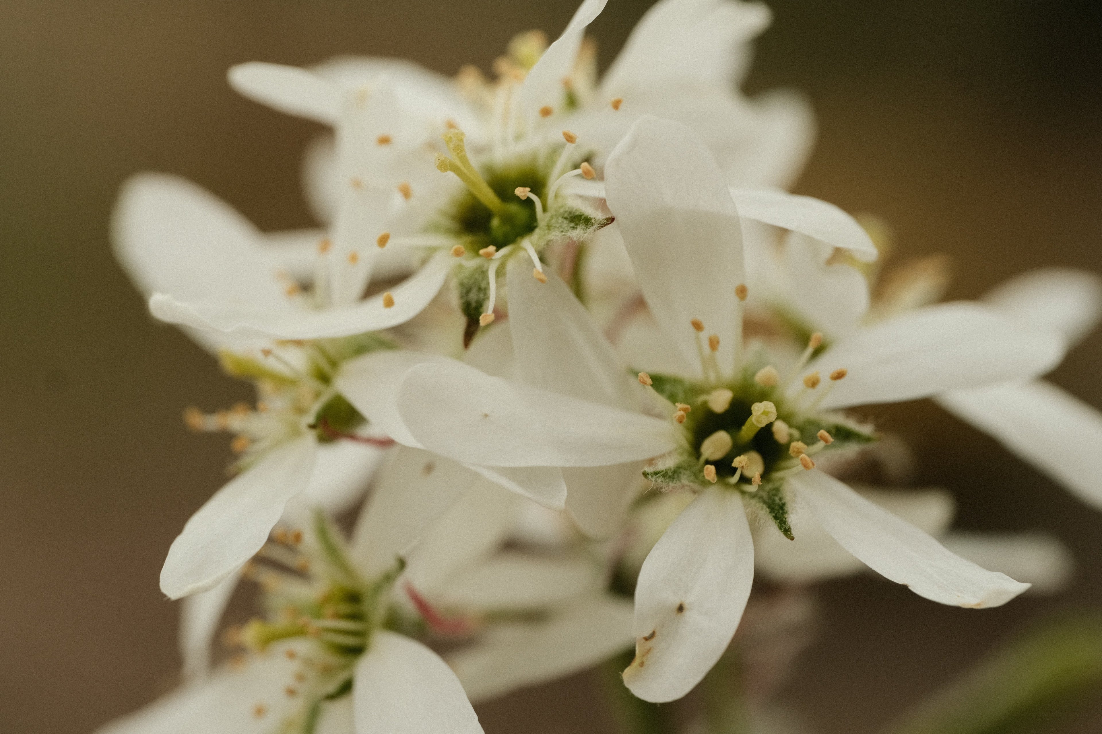 Plant Family: Roseaceae
