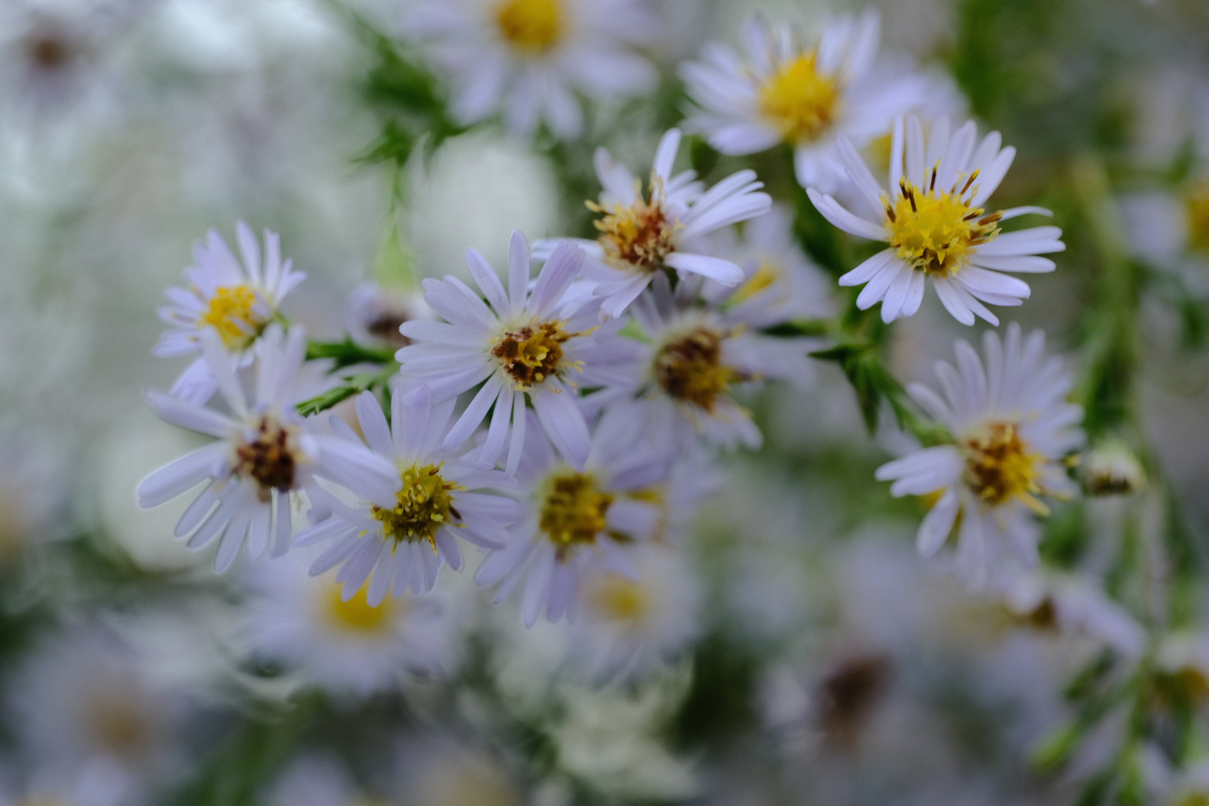 Plant Family: Asteraceae