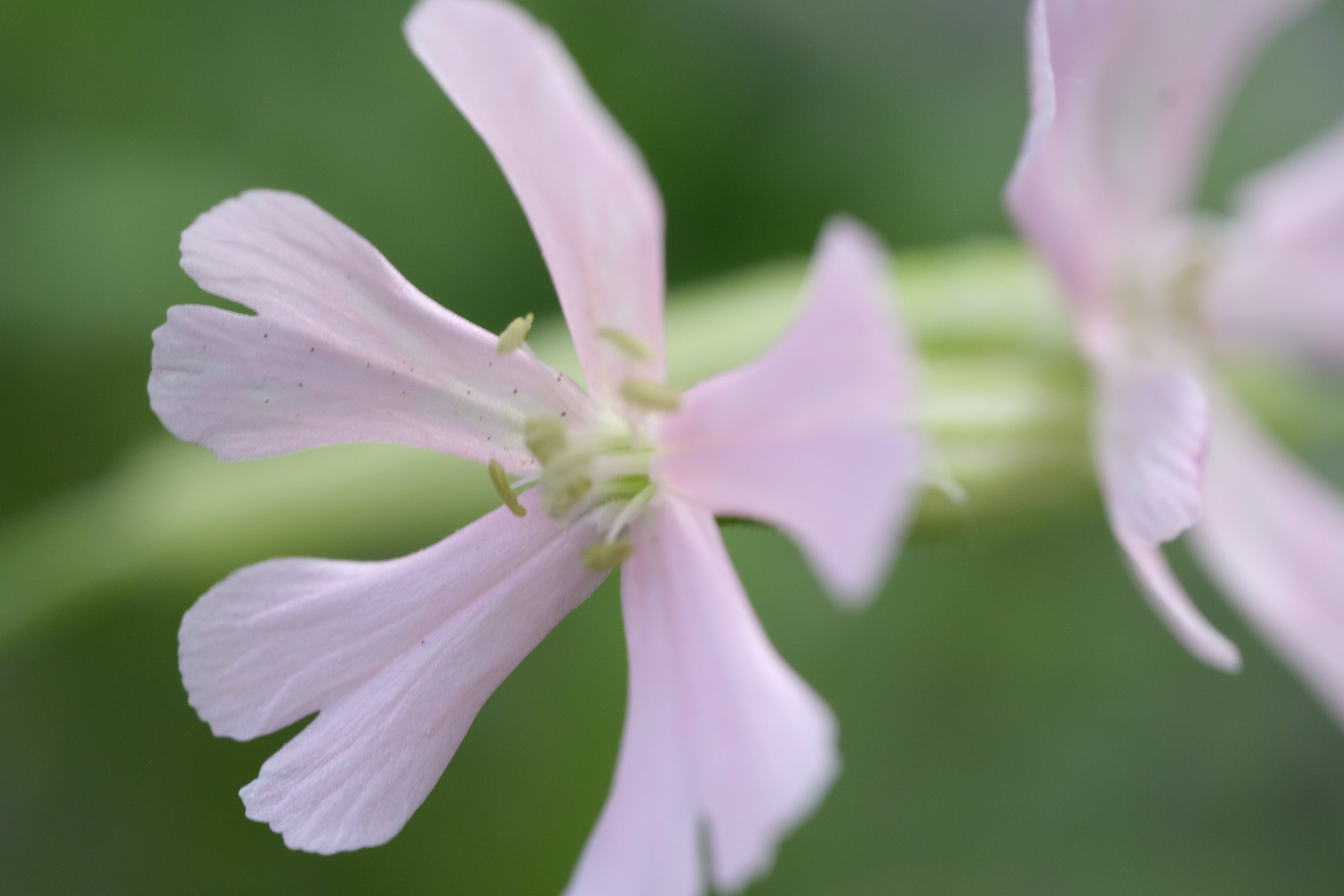 Plant Family: Caryophyllaceae