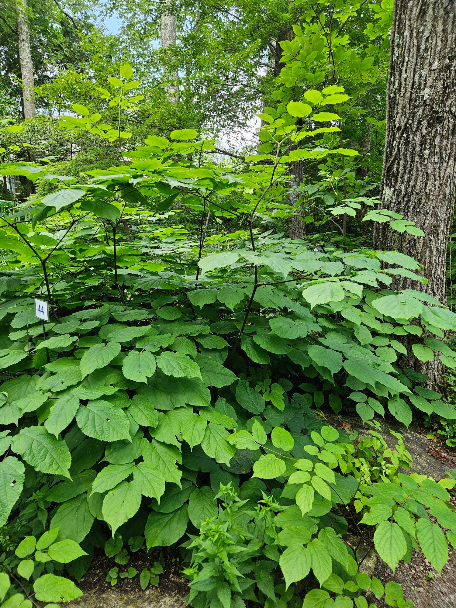 Aralia